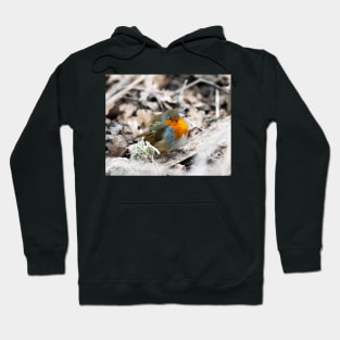 Frosty Robin Hoodie